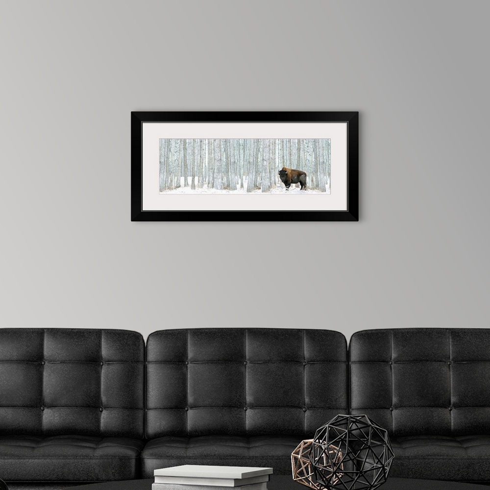 A modern room featuring This panoramic photograph of a lone bison standing in front of a stand of white poplar trees is a...