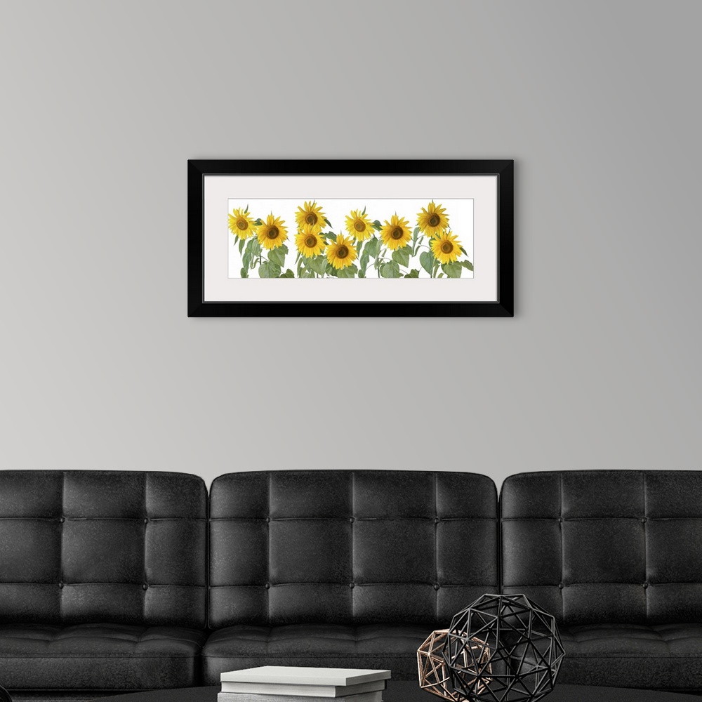 A modern room featuring Colorful banner row of sunflowers.