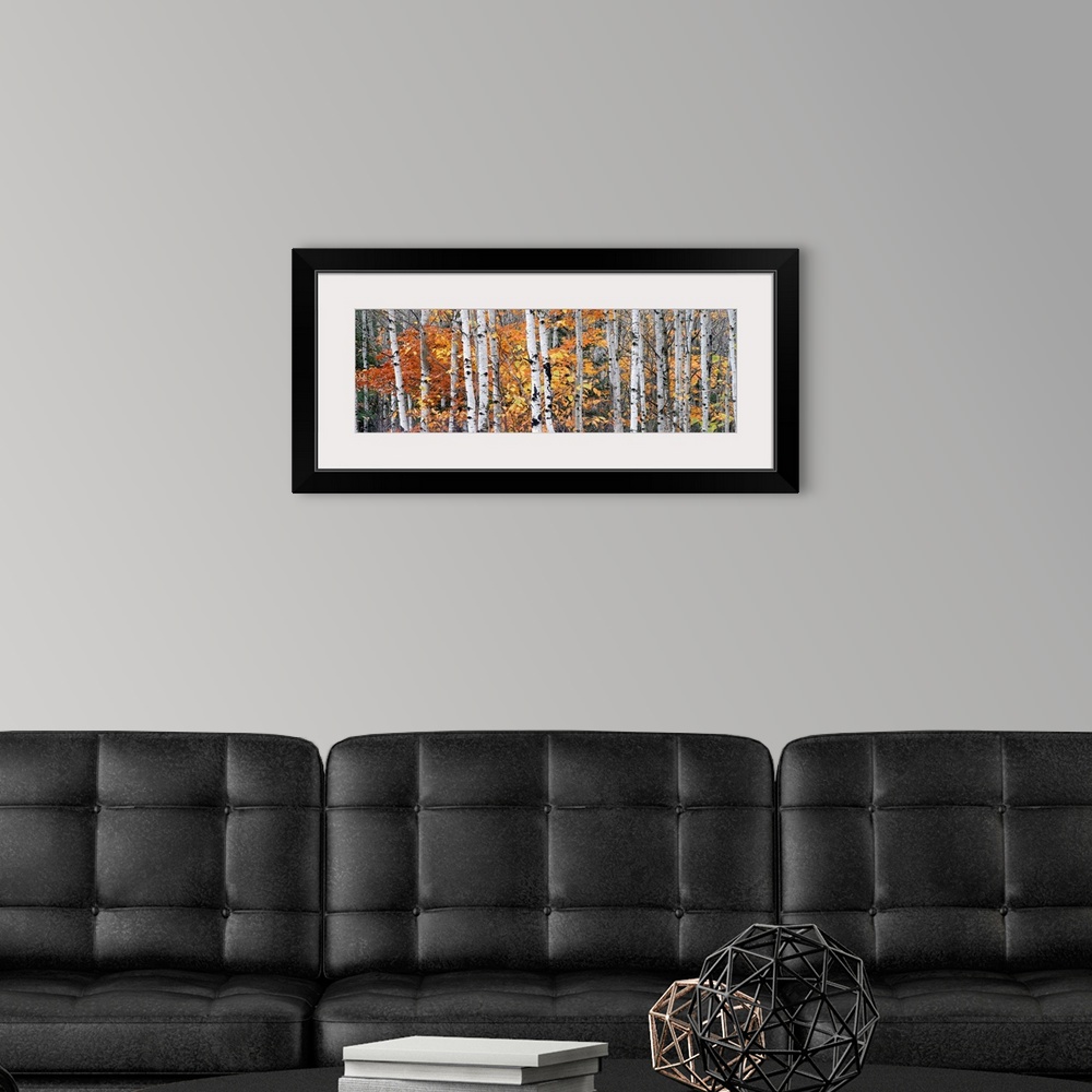 A modern room featuring Panoramic photograph of tall bare lightly colored tree barks surrounded by autumn foliage in Onto...