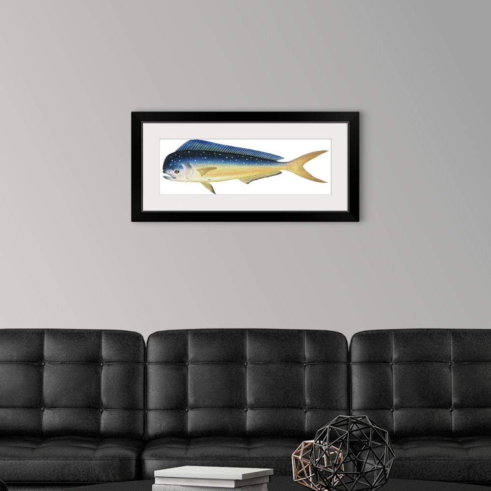 A modern room featuring Dolphin Fish (Coryphaena Hippurus)