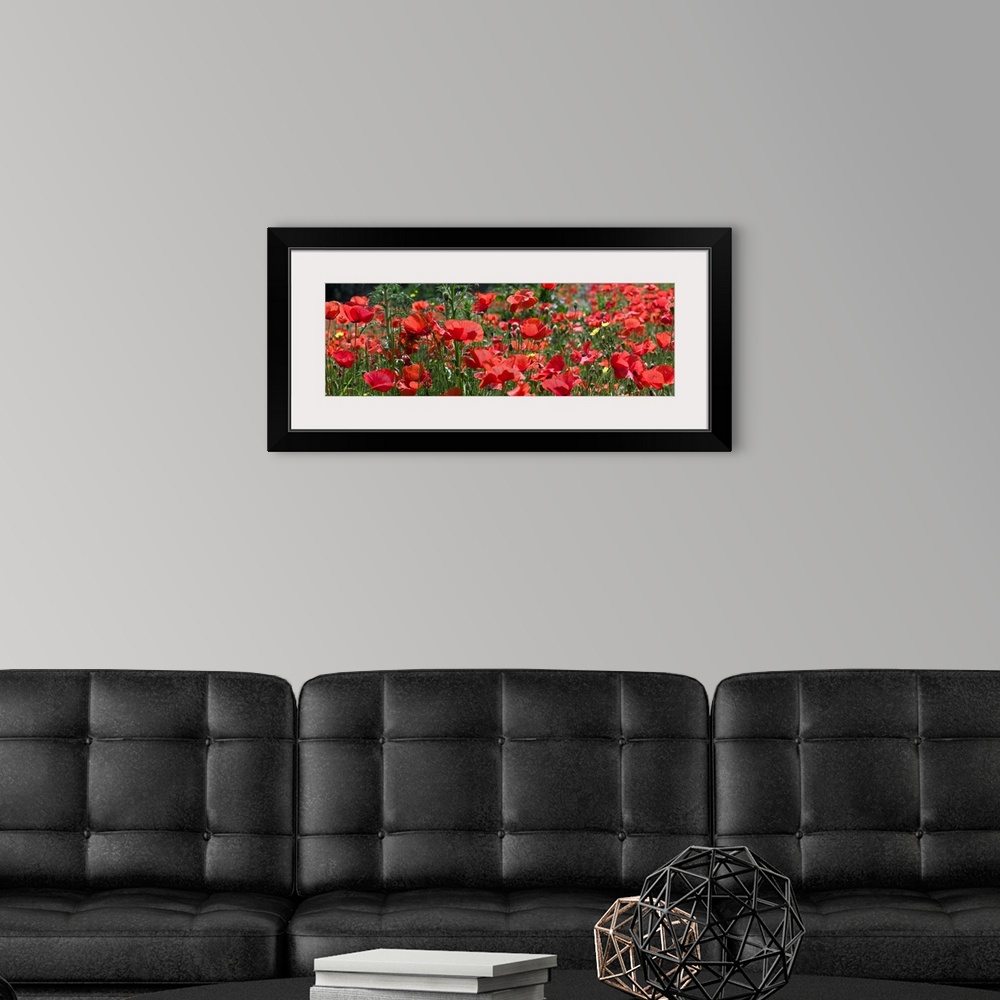 A modern room featuring Closeup panoramic photograph of a poppy field in Europe with other assorted grasses and growth.