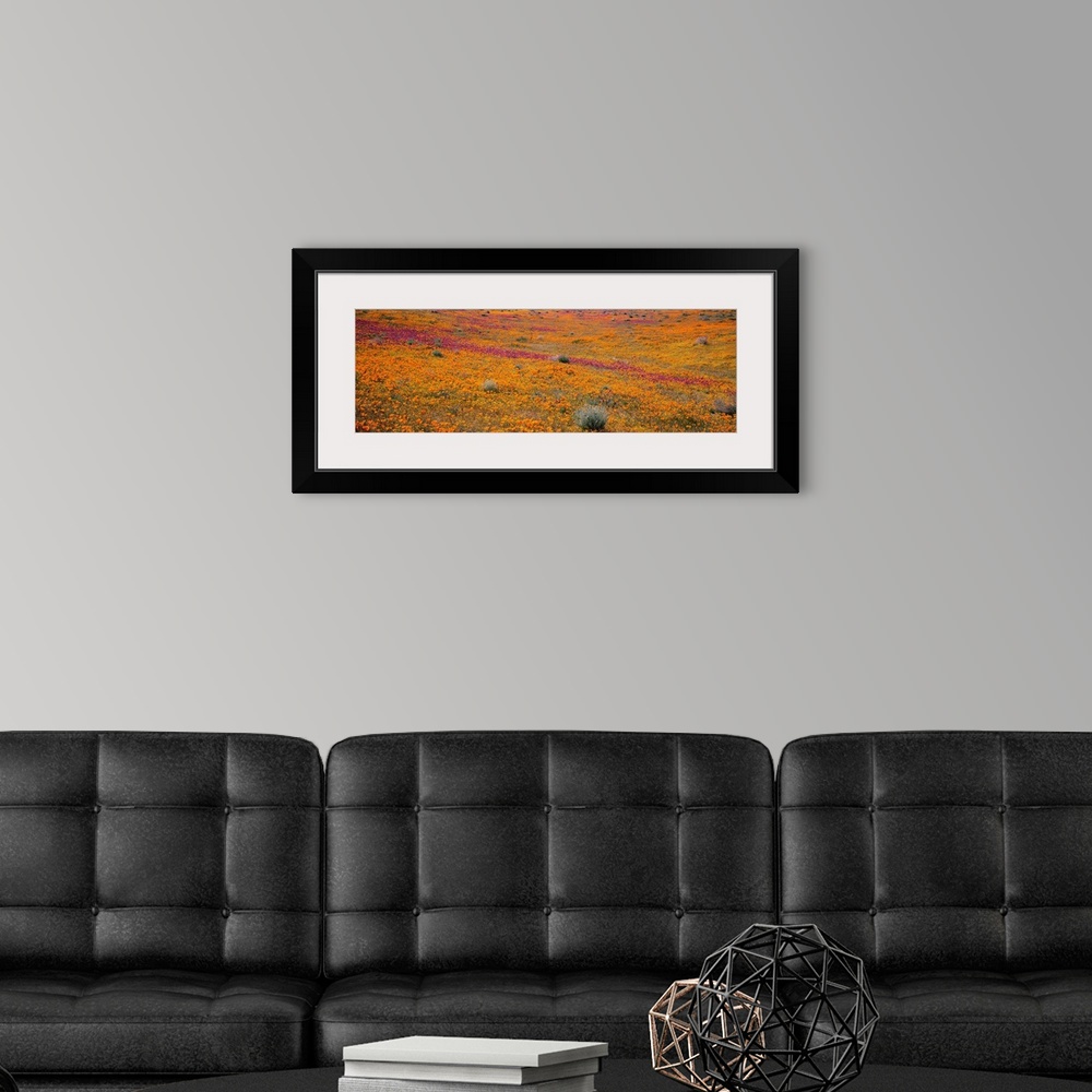 A modern room featuring California, Mojave Desert, Poppy Reserve, View of blossoms in Antelope Valley