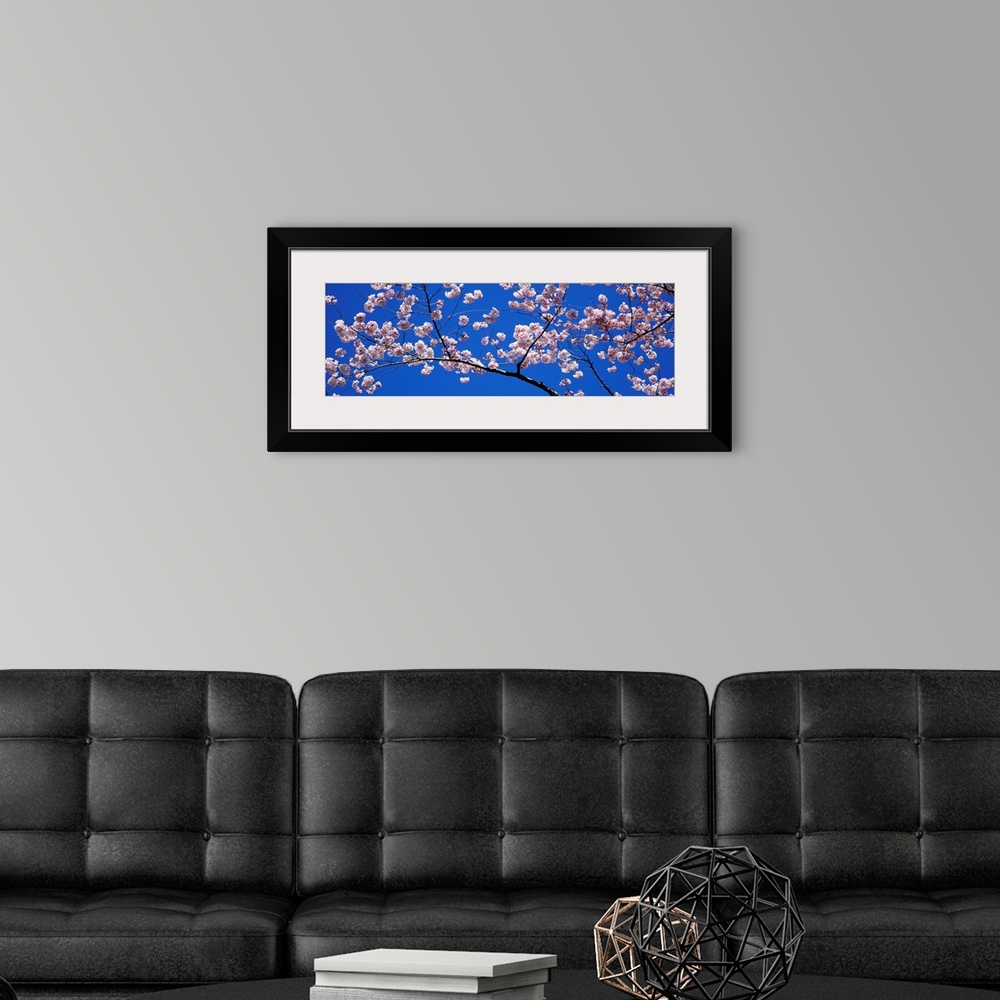 A modern room featuring A panoramic canvas that is a close up of blossoms on a branch in the spring against a clear sky.