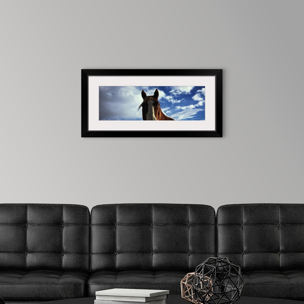 A modern room featuring Close-up of a horse, Montana