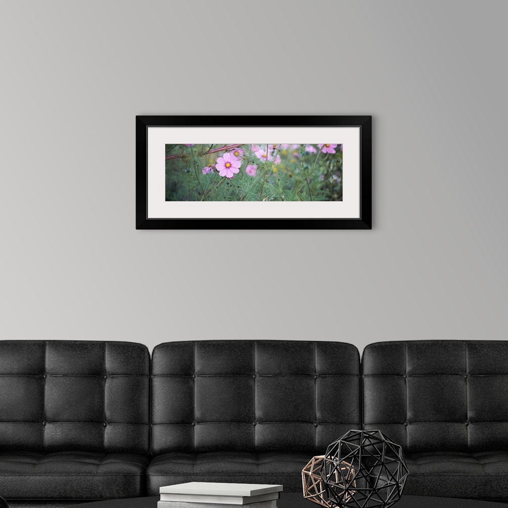 A modern room featuring Close-up of Cosmos (Cosmos bipinnatus) flowers, Weinsberg, Baden-Wurttemberg, Germany