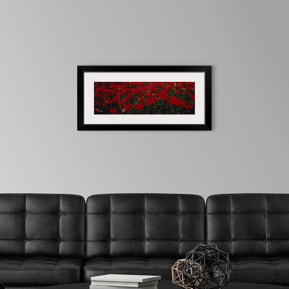 A modern room featuring This is a panoramic shaped photograph that is a close up flowers growing together in the spring.