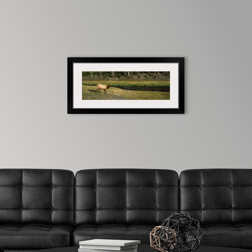 A modern room featuring Elk Cervus canadensis in a forest Madison River Yellowstone National Park Wyoming