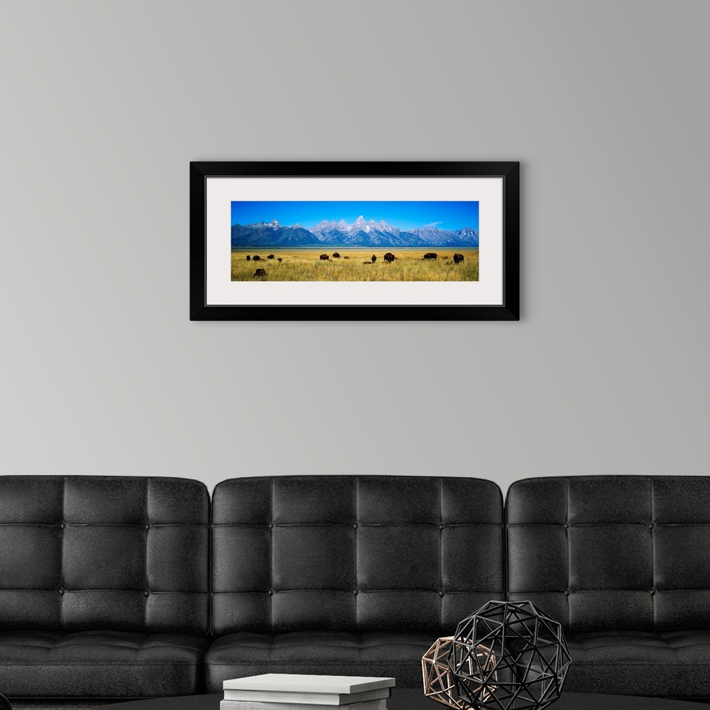 A modern room featuring A photograph of bison grazing in the foreground on the plains with mountains in the distance on t...