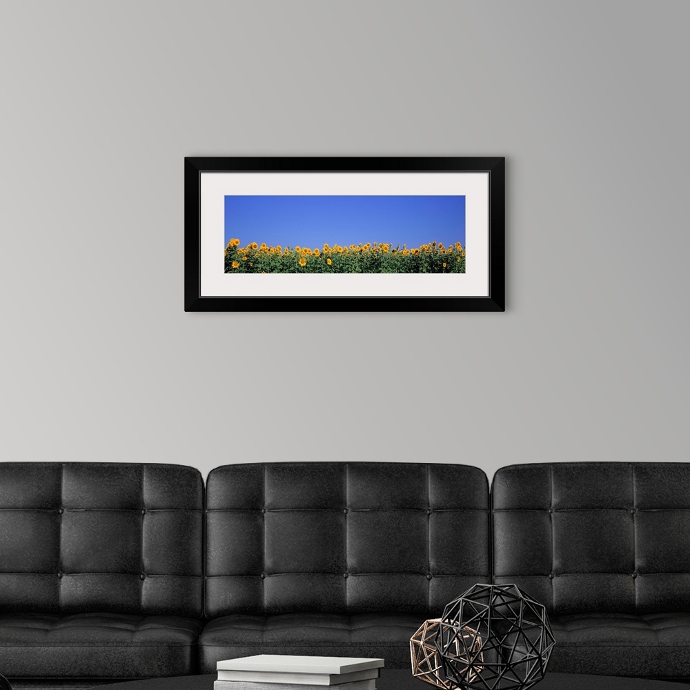 A modern room featuring Illinois, Marion County, View of blossoms in a Sunflower field