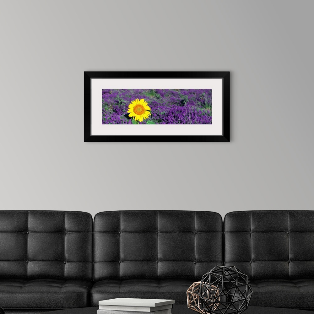 A modern room featuring Panoramic photo on canvas of a sunflower amongst a field of lavender flowers.