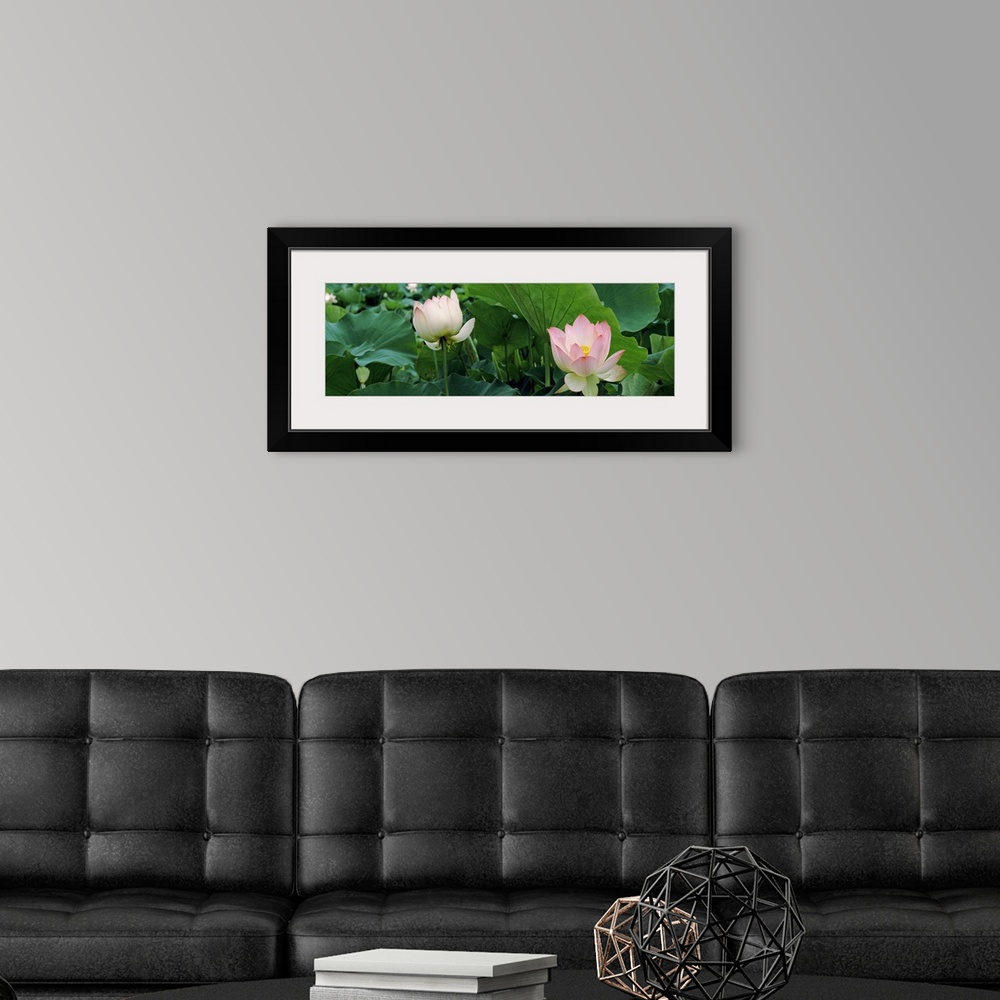 A modern room featuring Close up photo of two pink lotus flowers sticking up among green lotus leaves on a pond.