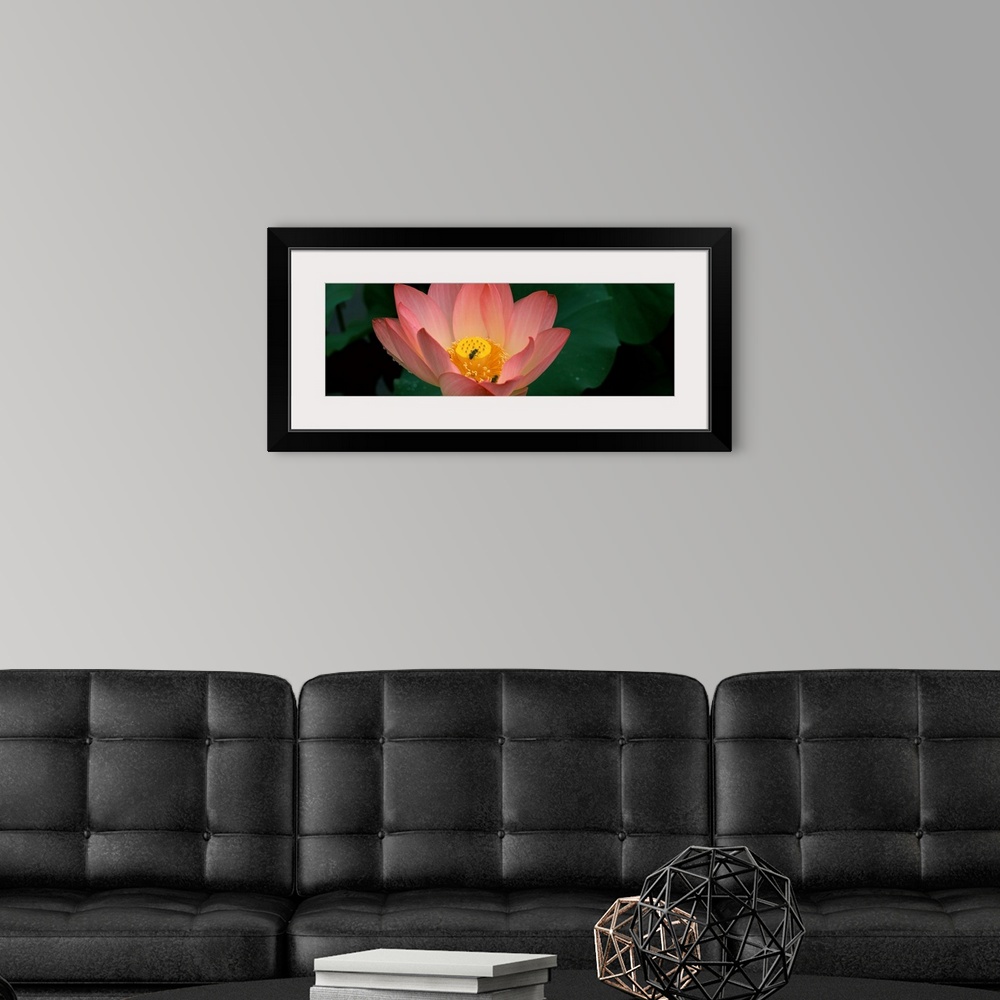 A modern room featuring Lotus with bees in a pond