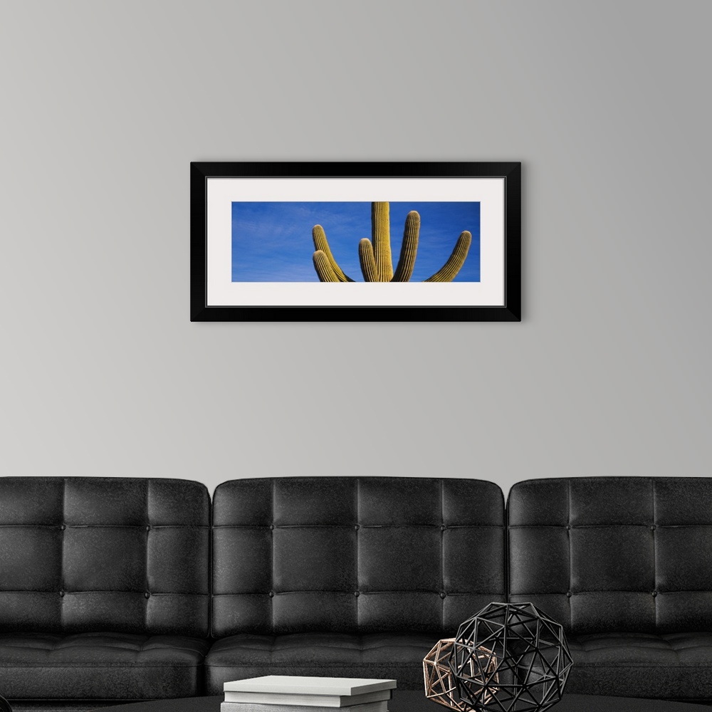 A modern room featuring Low angle view of a Saguaro Cactus, Saguaro National Monument, Arizona