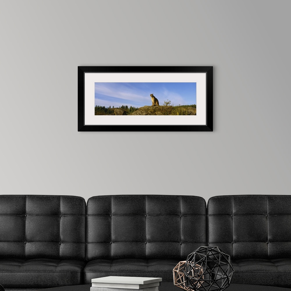 A modern room featuring Mountain Lion sitting on a rock, Montana, (Felis concolor)