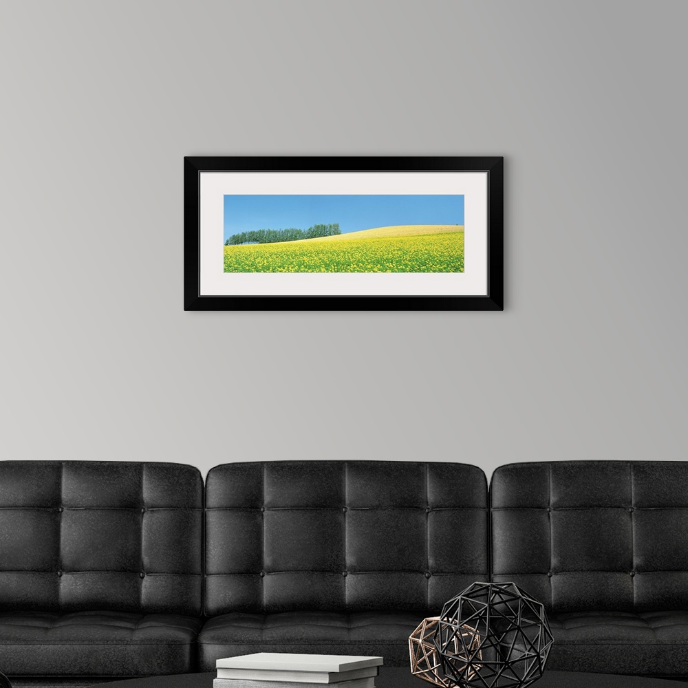 A modern room featuring Mustard field with blue sky in background