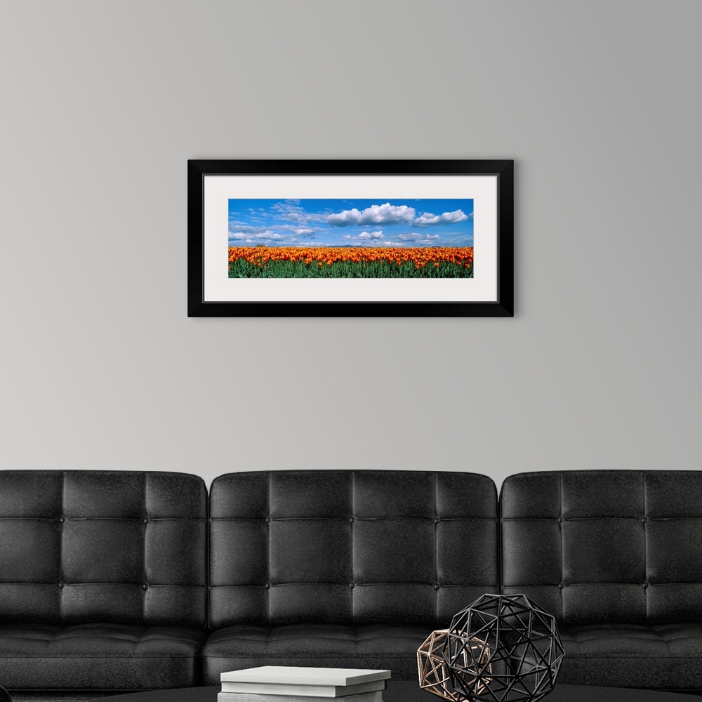 A modern room featuring Panoramic photograph of tulip meadow with a cloudy sky above.