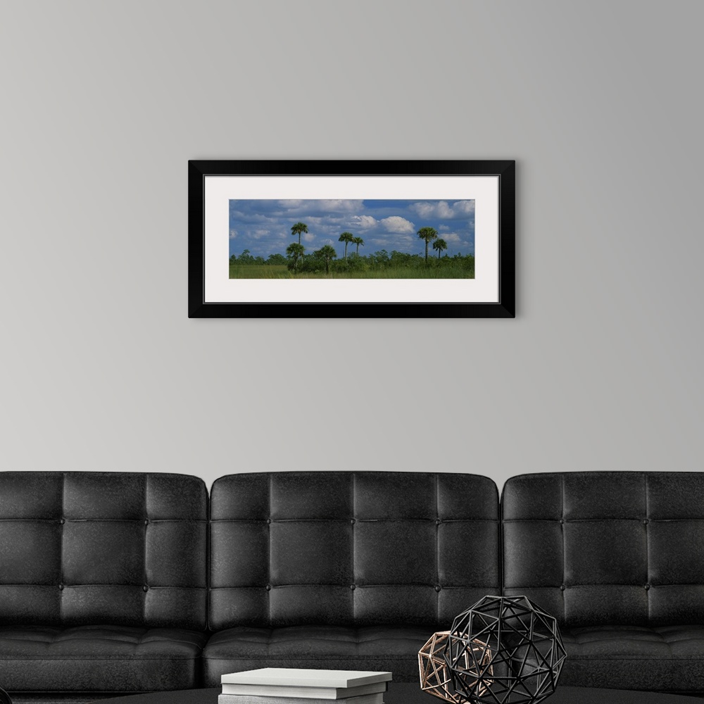 A modern room featuring Palm trees on a landscape, Big Cypress Swamp National Preserve, Everglades National Park, Florida