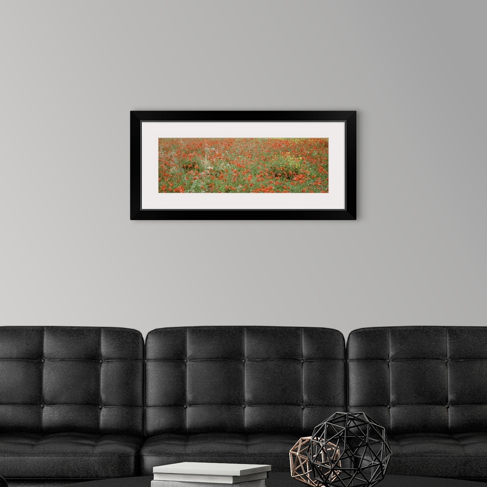 A modern room featuring Poppies growing in a field, Sicily, Italy