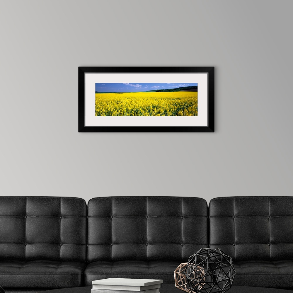 A modern room featuring Rapeseed Blossoms near Nancy France