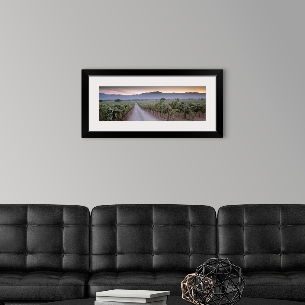 A modern room featuring In this large panoramic photograph a road is shown winding its way through a vineyard in Napa Val...