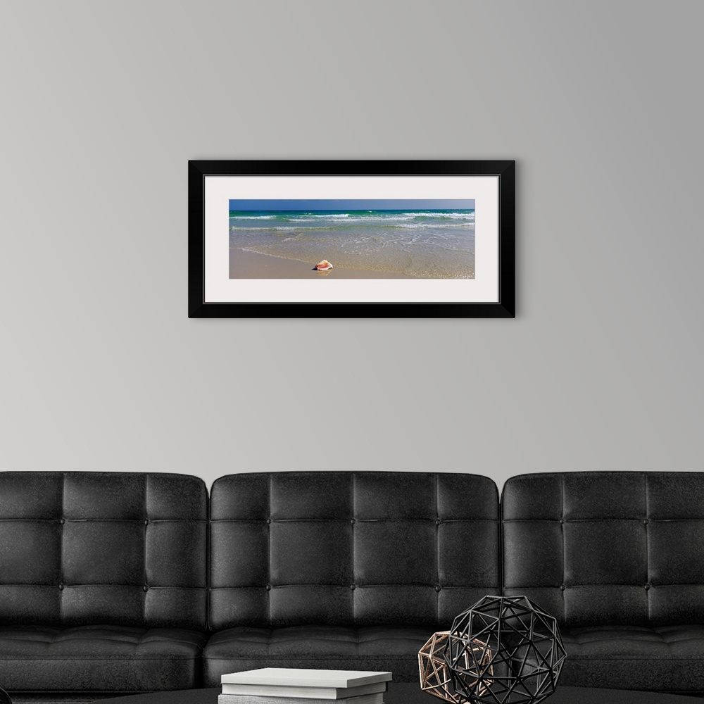 A modern room featuring Long panoramic photo of a big shell on the shore of a beach with crashing waves in the background.