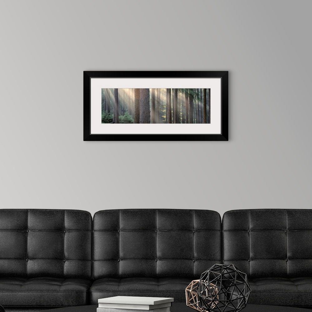 A modern room featuring Panoramic photograph of forest with sun peering through the scattered tall tree barks.