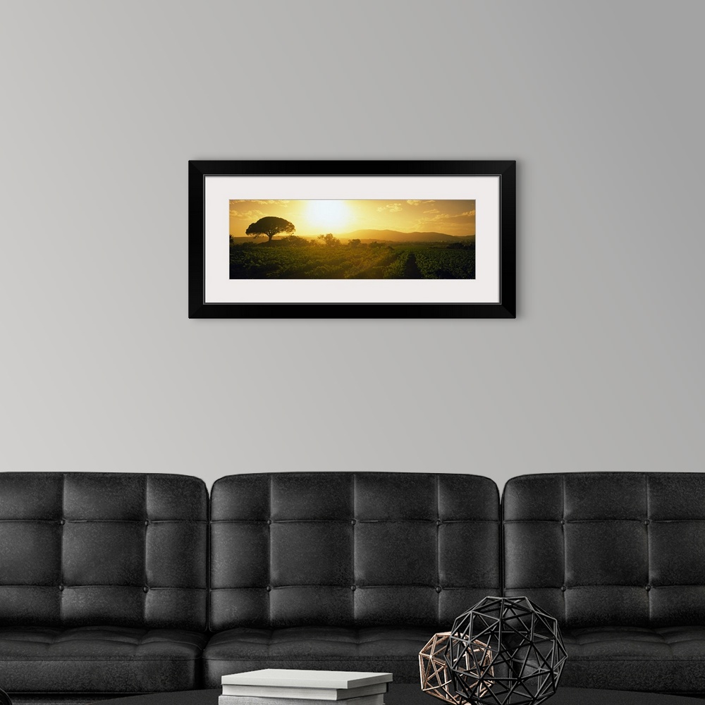 A modern room featuring Panoramic picture taken of the sun as it rises and shines over a large vineyard.