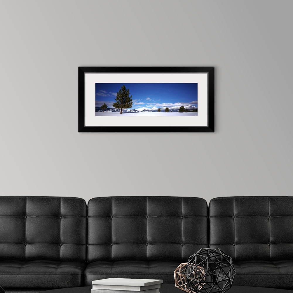 A modern room featuring Tree in a snow covered field, Ponderosa pine tree, Montana