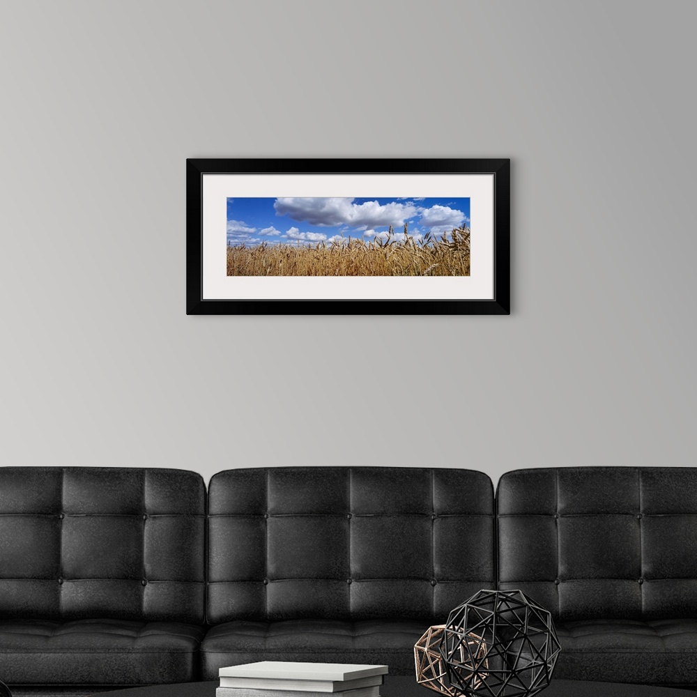 A modern room featuring Wheat crop growing in a field, near Edmonton, Alberta, Canada