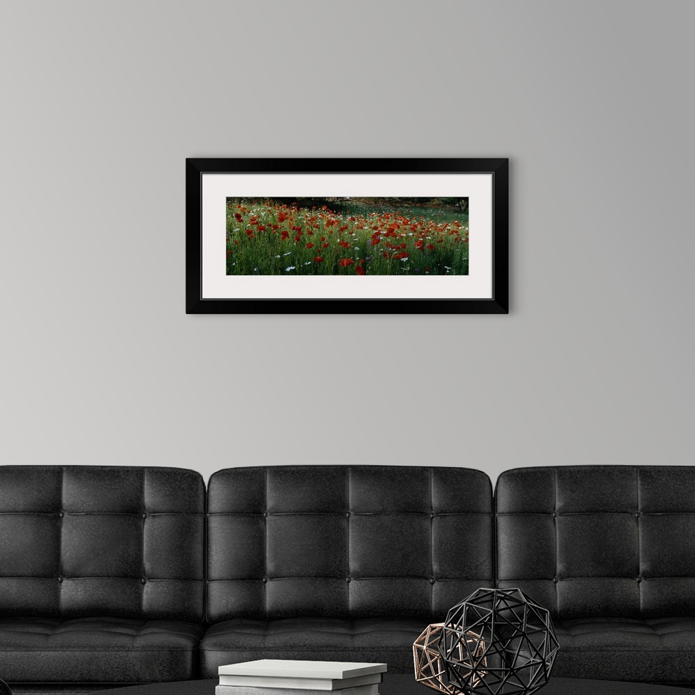 A modern room featuring Panoramic photograph of field filled with poppies, daisies, and other flowers.