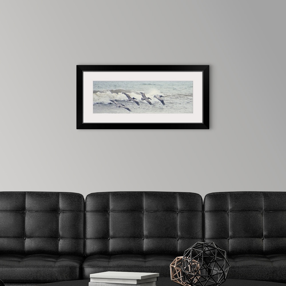 A modern room featuring A photograph of four pelicans flying in a line over ocean waves.
