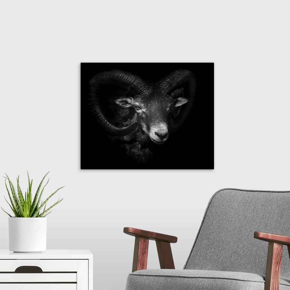 A modern room featuring Black and white portrait of a ram with large curled horns.