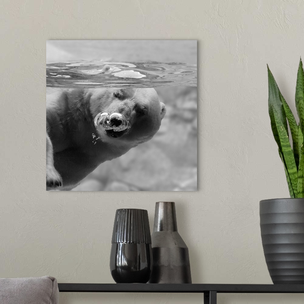 A modern room featuring A polar bear blowing bubbles underwater.