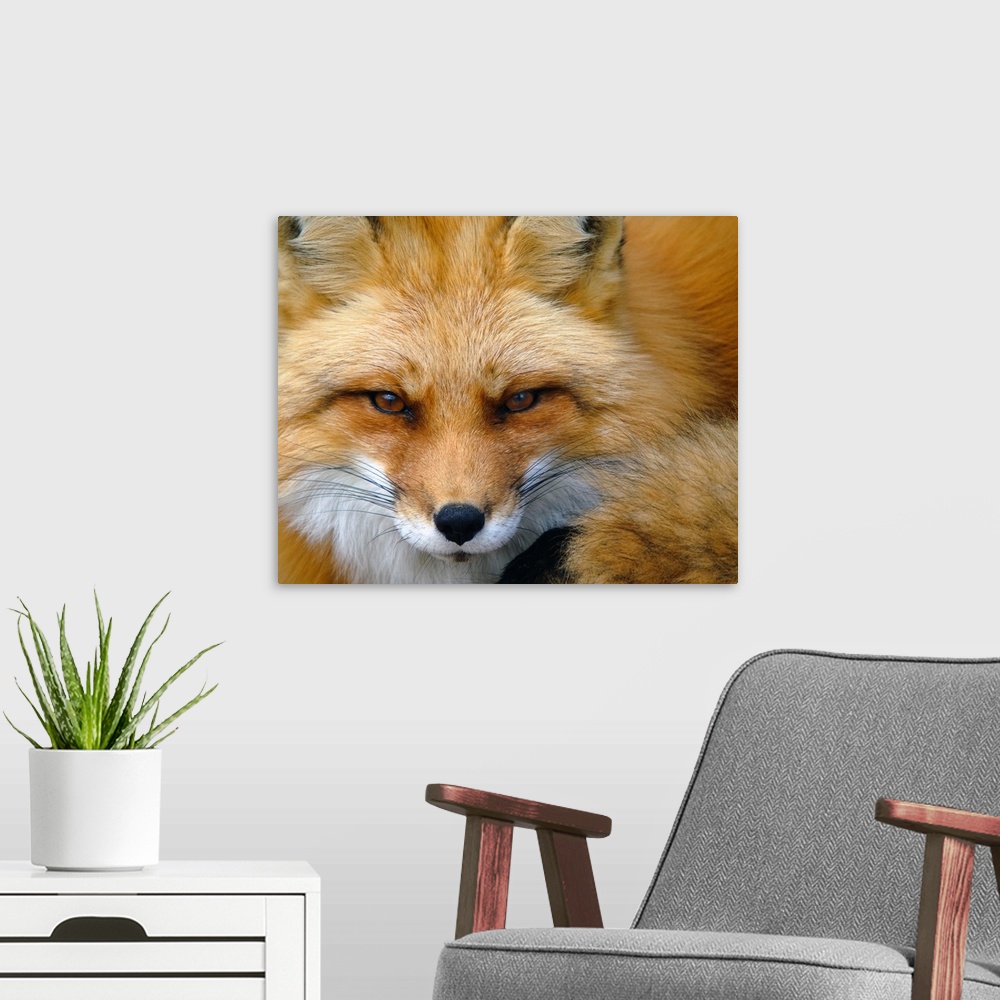 A modern room featuring Foxy Lady