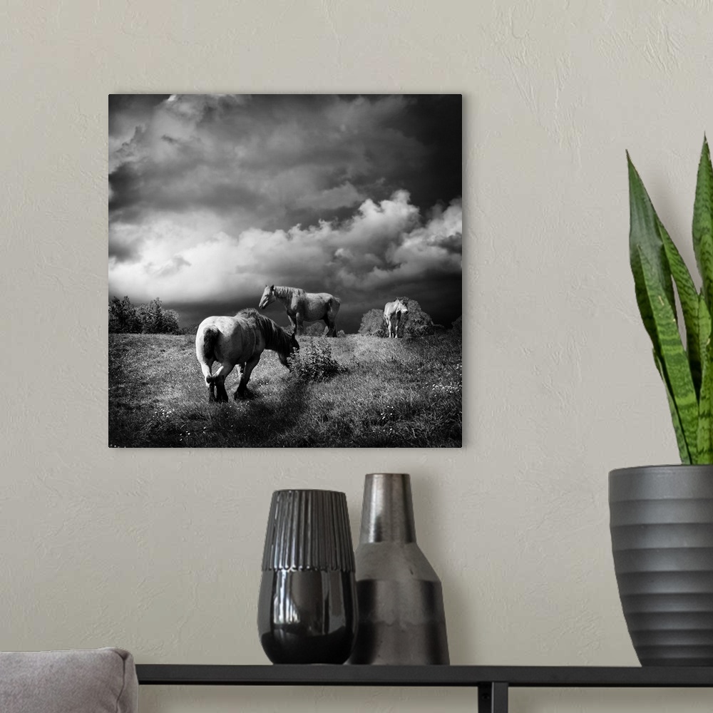 A modern room featuring Horses grazing in a field under a cloudy sky.