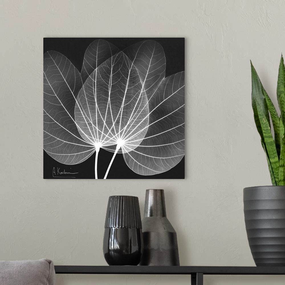 A modern room featuring Orchid Tree x-ray photography