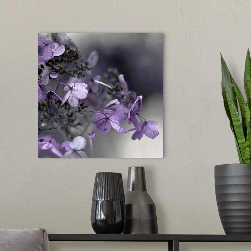 A modern room featuring Close up photo of purple hydrangea flowers against a dark grey background.