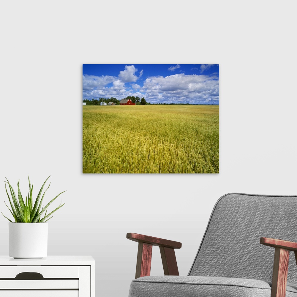 A modern room featuring A maturing field of wheat with a red barn and blue sky with white clouds above