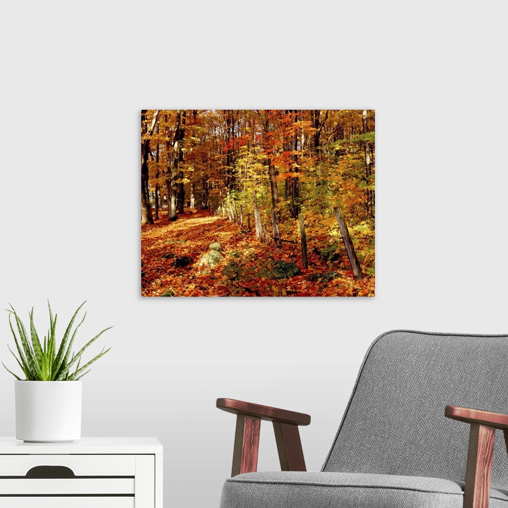 A modern room featuring Autumn Trees