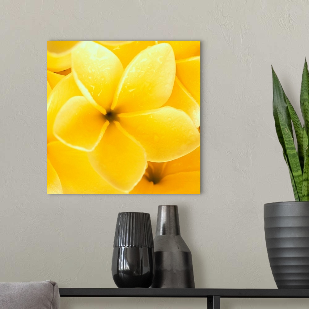 A modern room featuring Hawaii, Close-Up Detail Of Yellow Plumeria Flowers