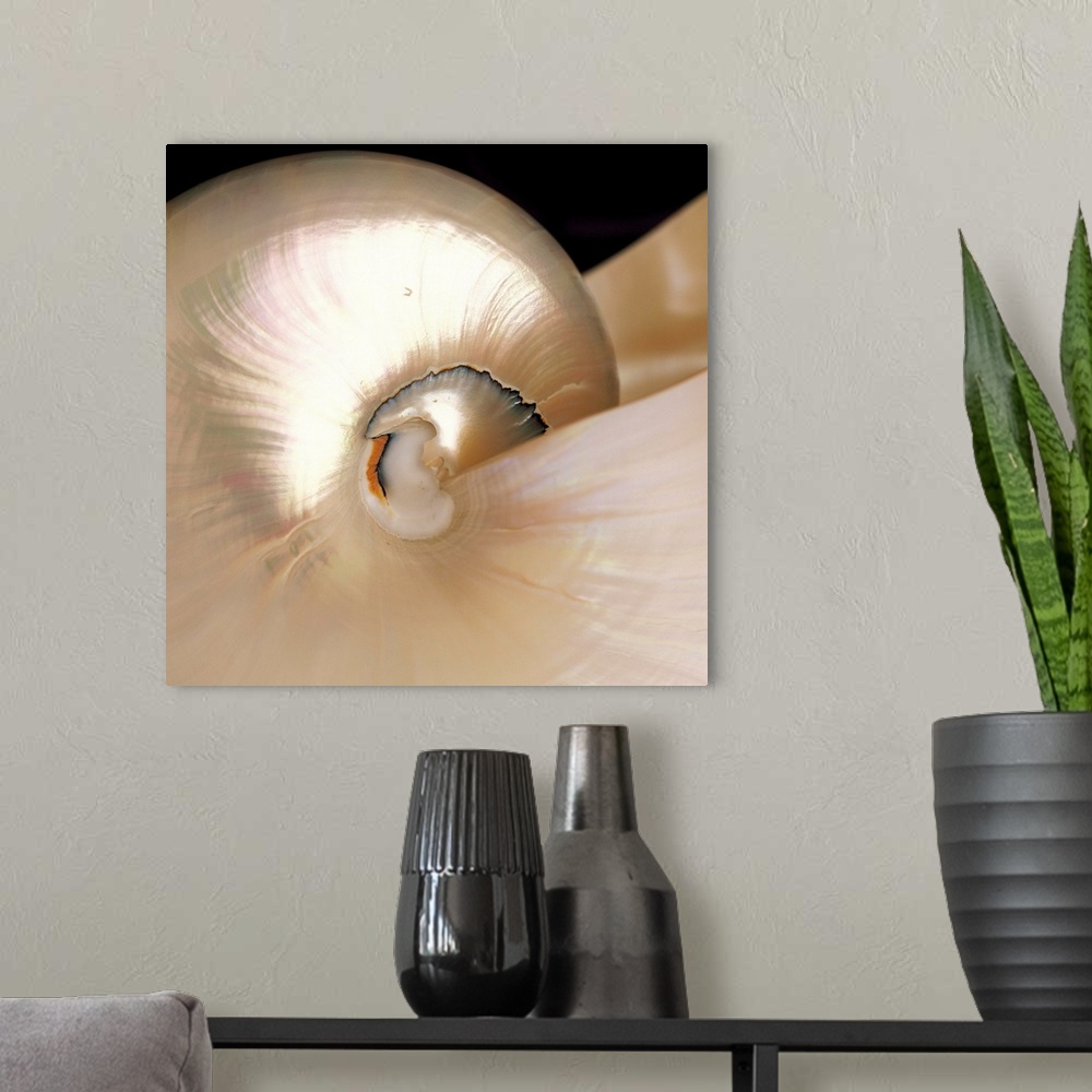 A modern room featuring Nautilus Shell With Shiny Iridescent Texture
