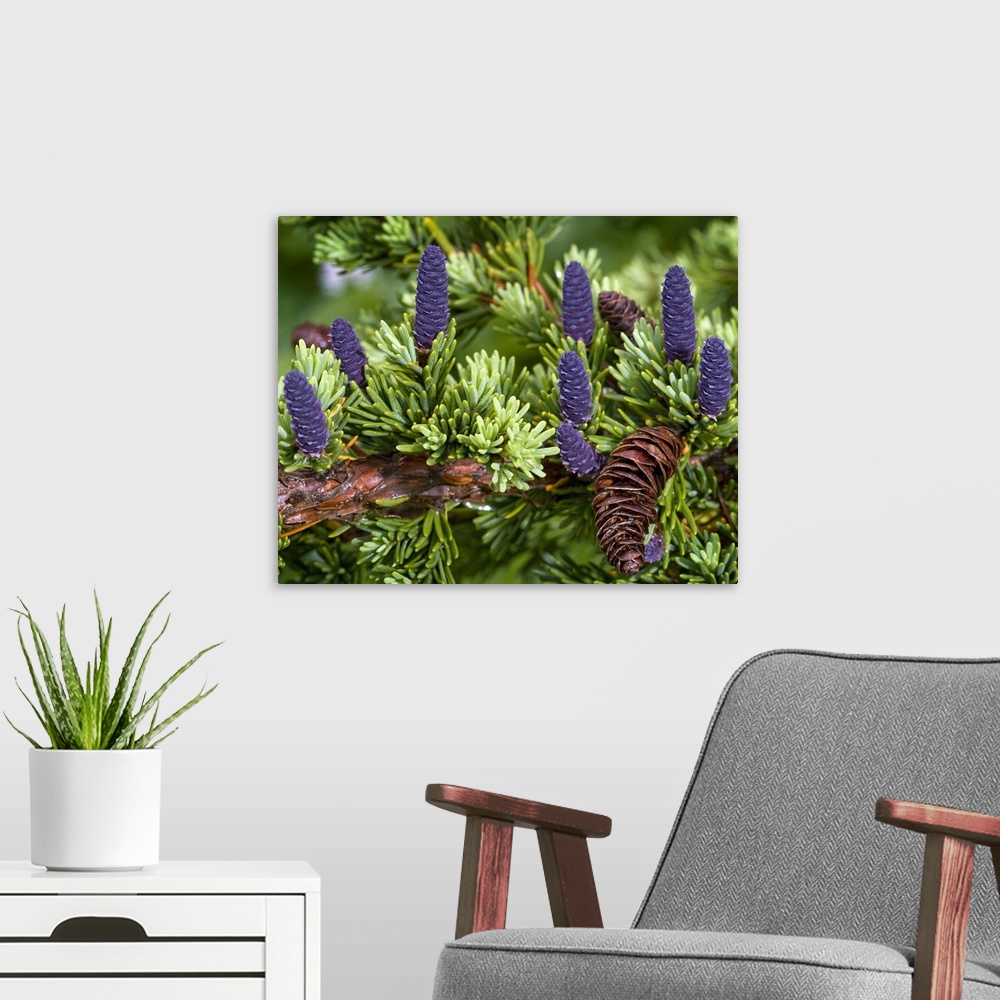 A modern room featuring Up close photograph of conifer tree's branch with different colored pine cones and needle-like le...