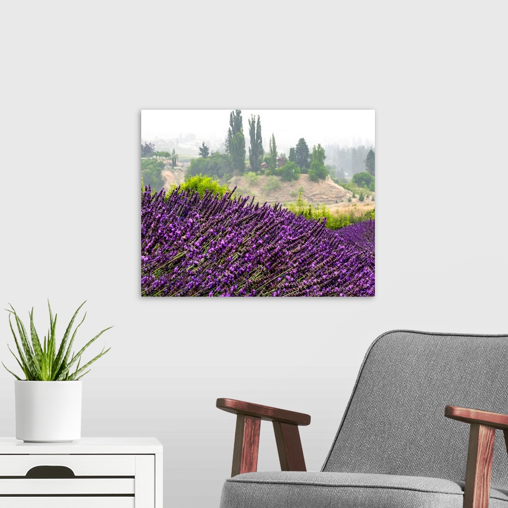 A modern room featuring Vibrant purple lavender growing in a field on a lavender farm; Naramata, British Columbia, Canada