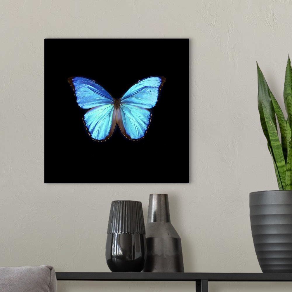 A modern room featuring Blue Butterfly on Black