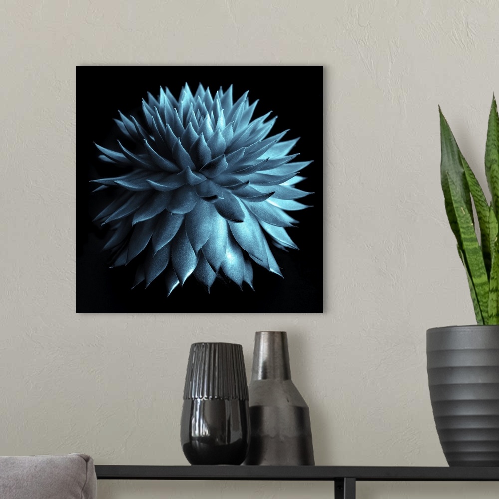 A modern room featuring Blue Cacti on Black
