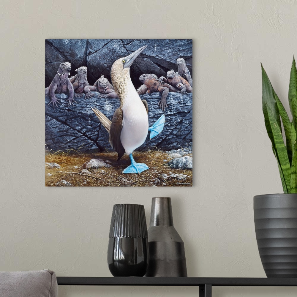 A modern room featuring Blue Footed Boobies
