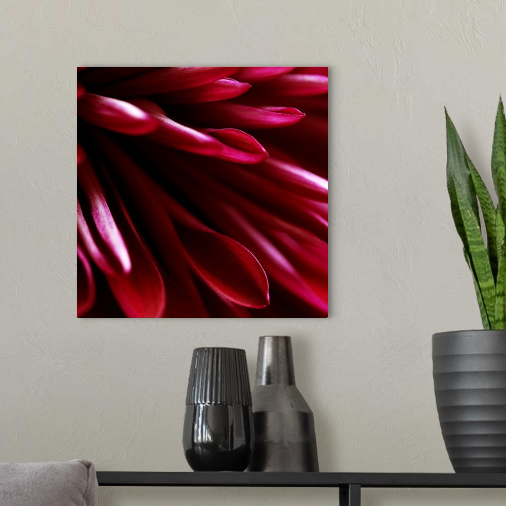 A modern room featuring Red Chrysanthemum Close up 02