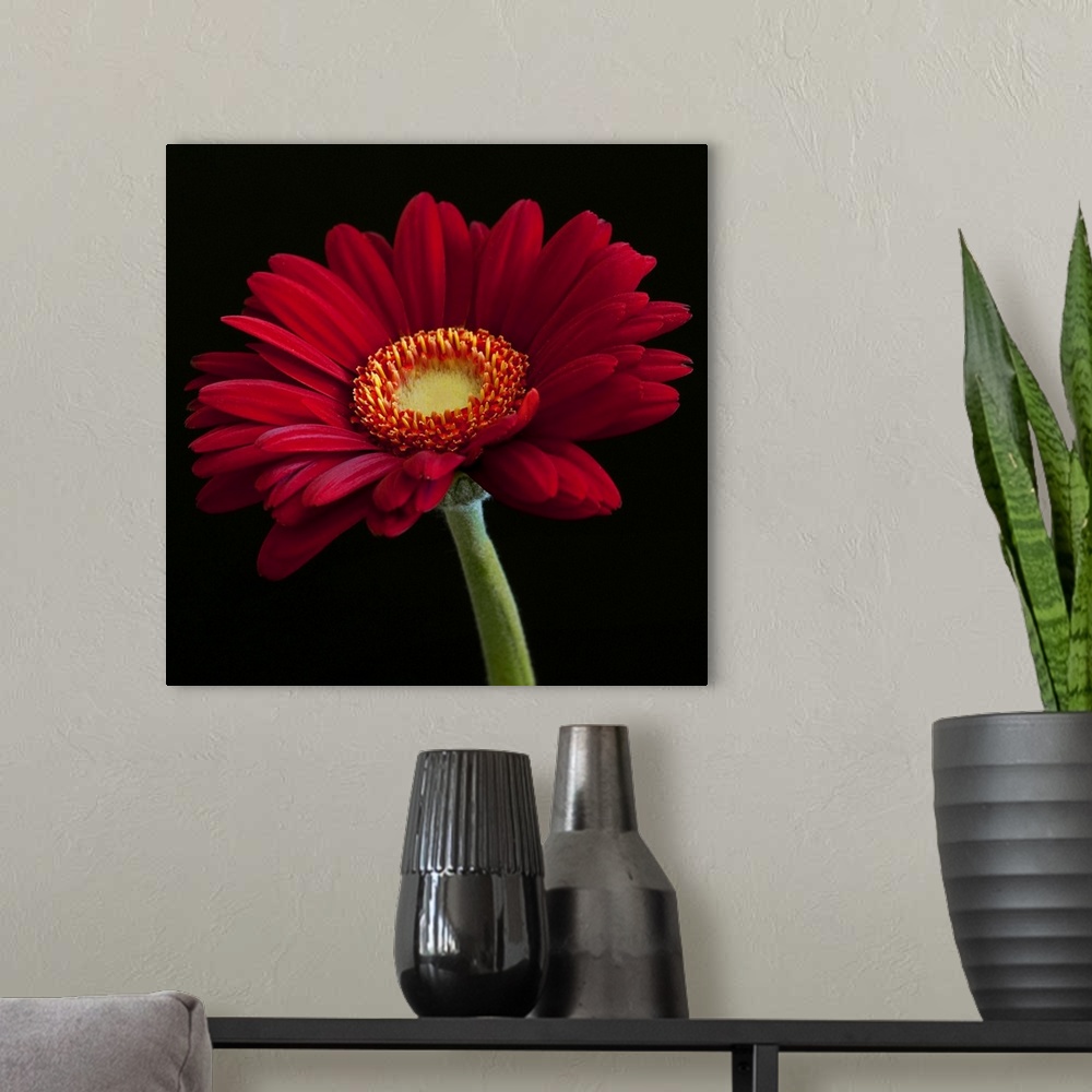 A modern room featuring Red Gerbera on Black 01
