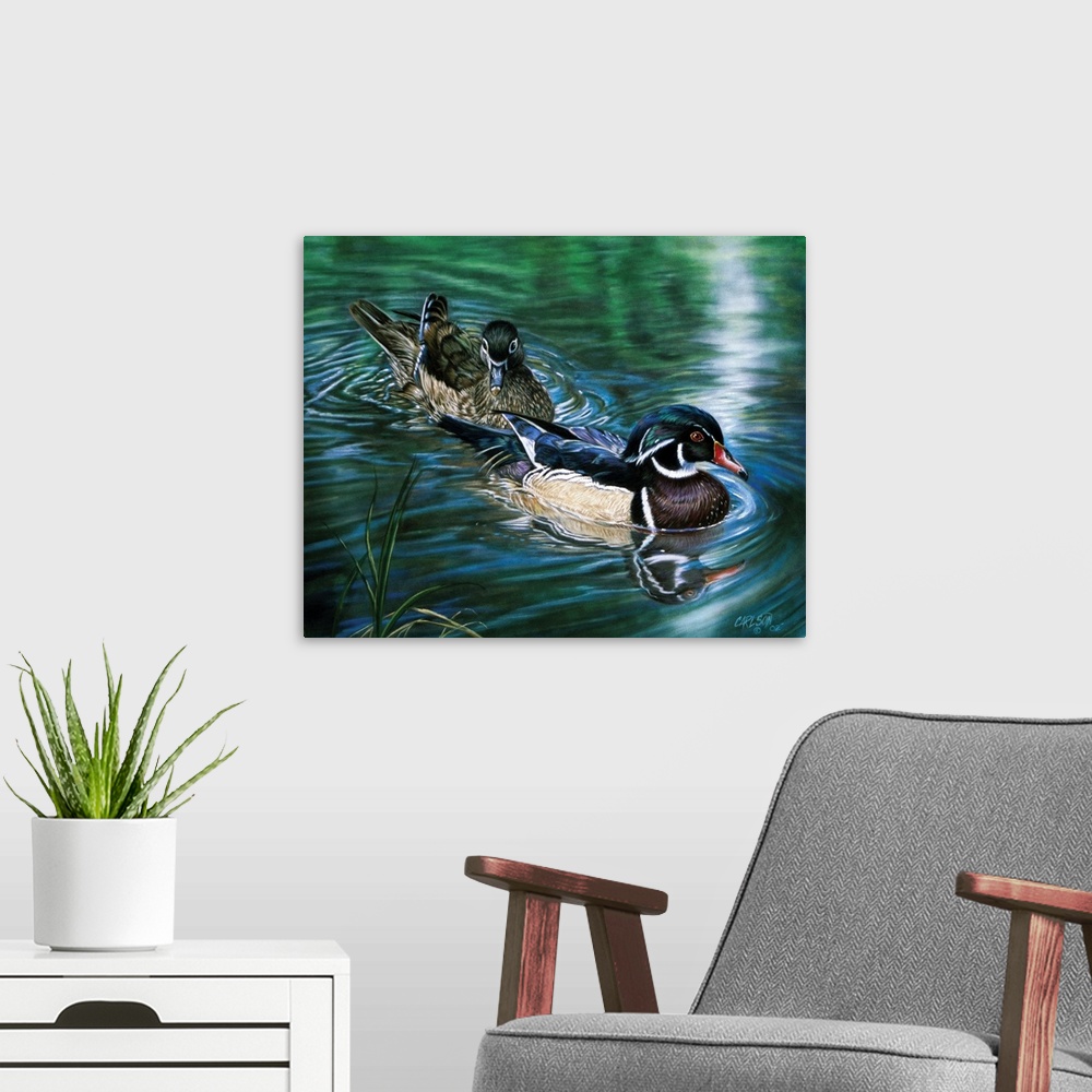 A modern room featuring male and female wood duck
