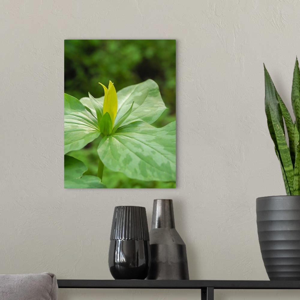 A modern room featuring USA, North America, Delaware. A Yellow Trillium, Trillium Erectum, T, Luteum, Growing In A Wildfl...